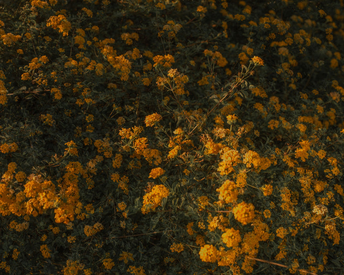 Blossom # 45
