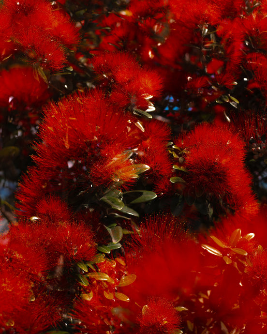 Blossom # 47