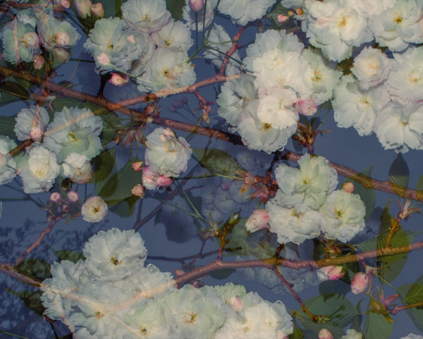Blossom #68 (Unframed)