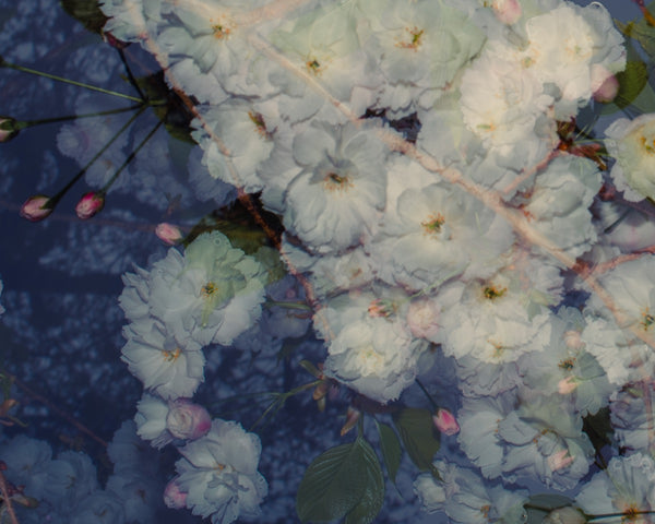 Blossom #68 (Unframed)