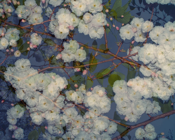 Blossom #68 (Unframed)