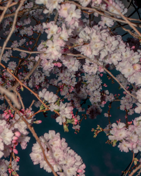 Blossom #72 (Unframed)