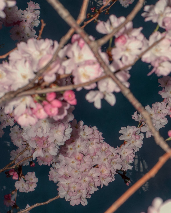 Blossom #72 (Unframed)