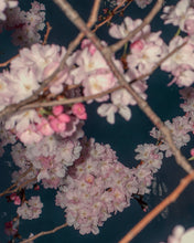 Load image into Gallery viewer, Blossom #72 (Unframed)