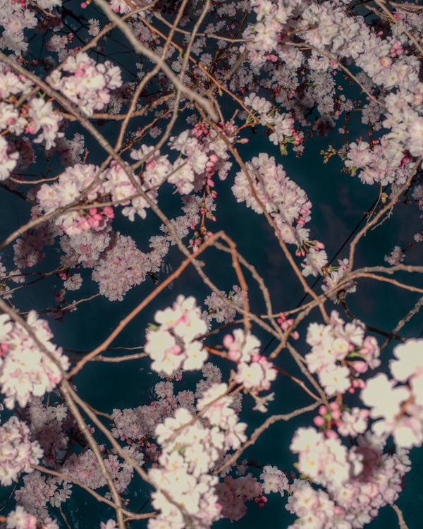 Blossom #72 (Unframed)