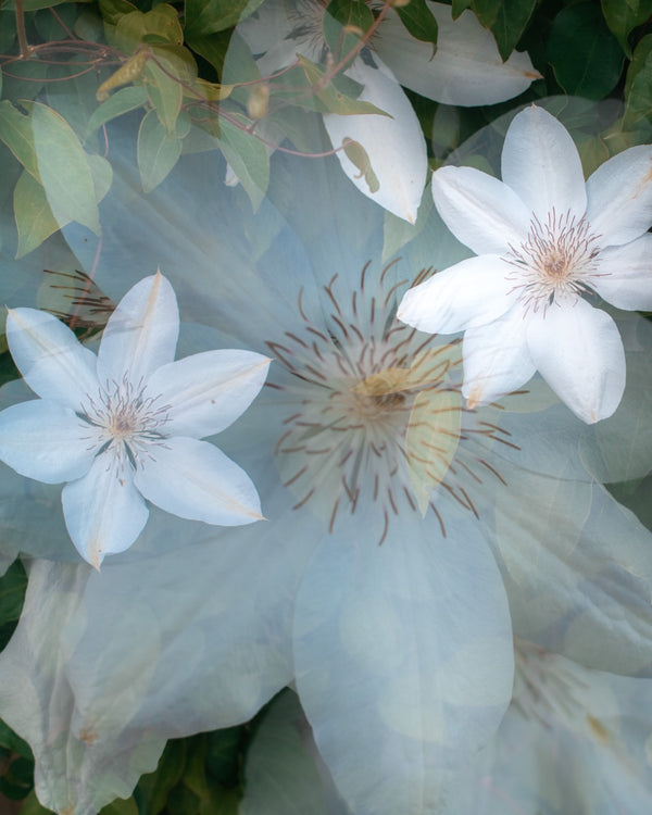 Flowers #87 (Unframed)