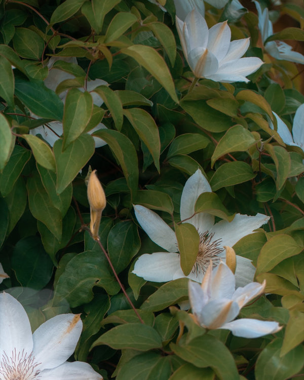 Flowers #87 (Unframed)
