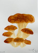 Load image into Gallery viewer, Chantarelle