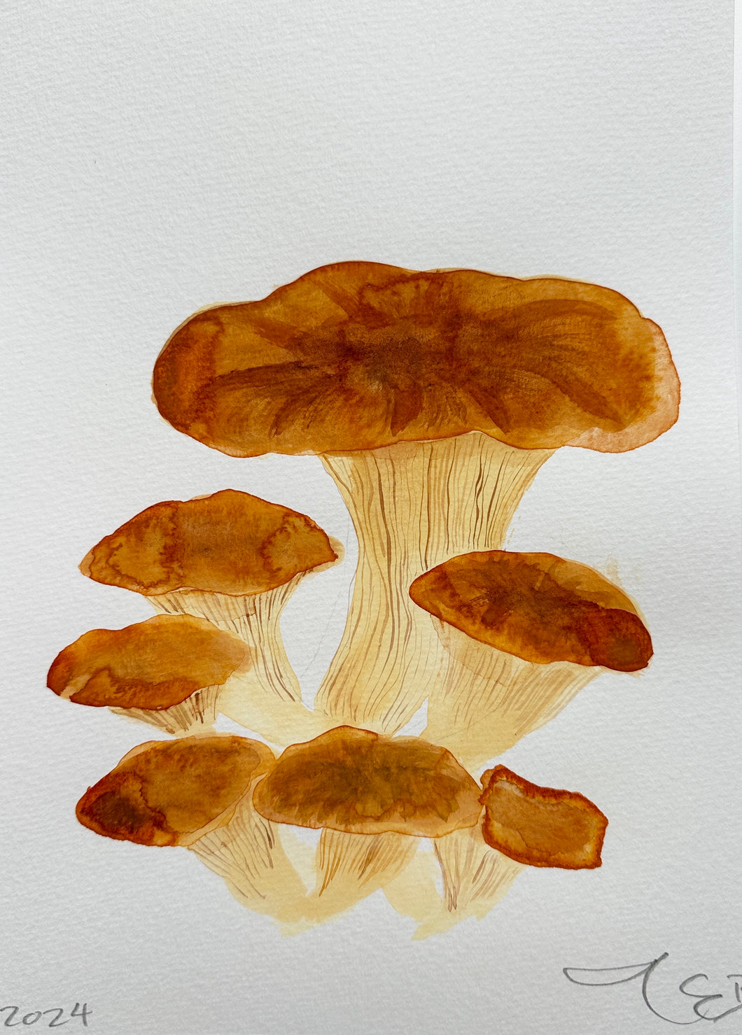 Chantarelle