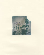 Load image into Gallery viewer, Clematis, campanula I (Framed)