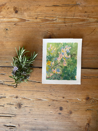 Cuckoo flowers Afternoon