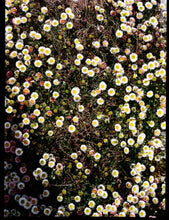 Load image into Gallery viewer, Daisies, Diptych II