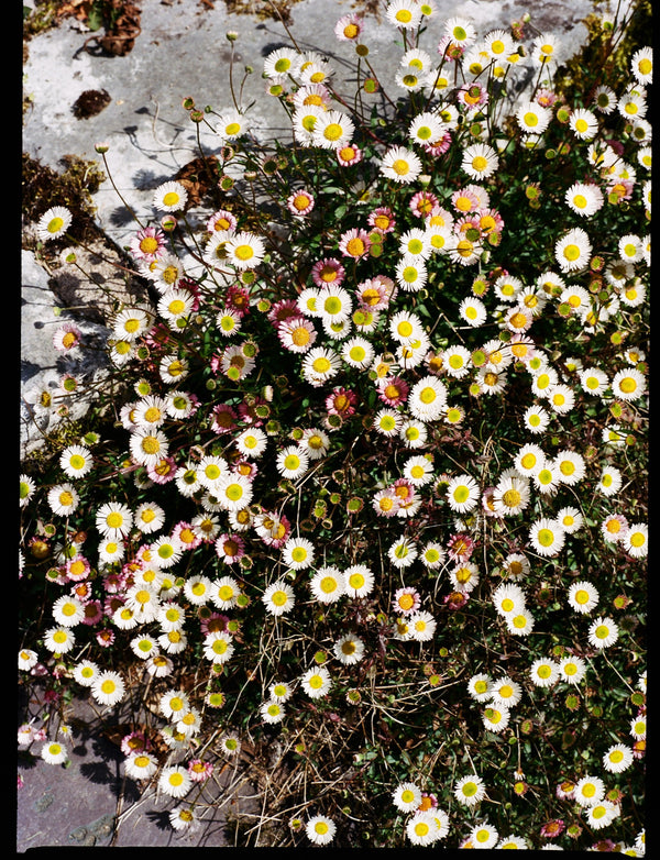 Daisies, Diptych I