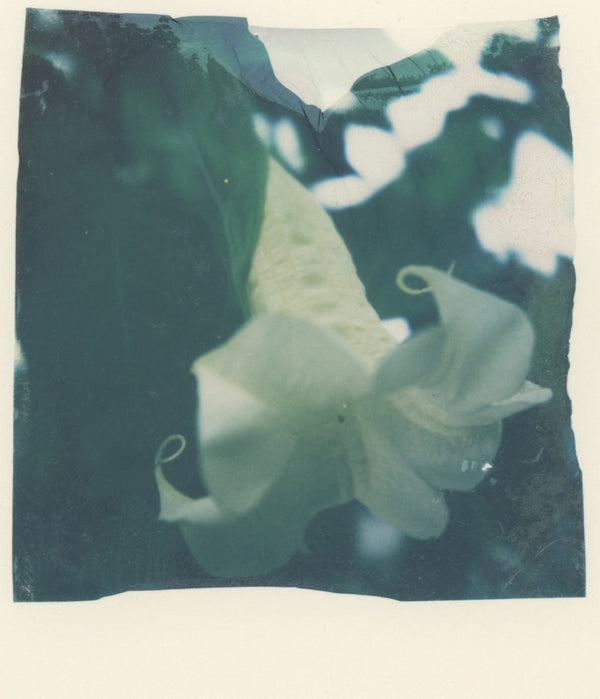 Datura (Framed)