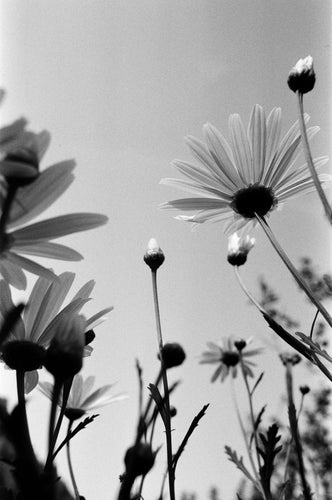 Field Daisies