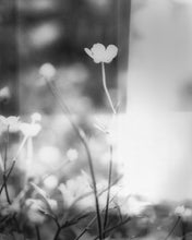 Load image into Gallery viewer, Flowers #1