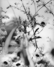 Load image into Gallery viewer, Flowers #2