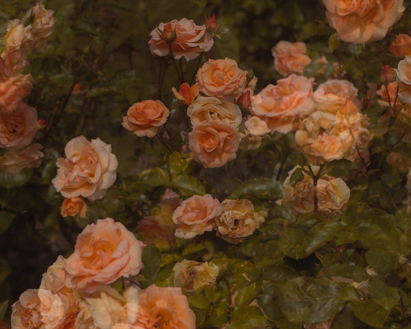 Flowers #38 (Unframed)