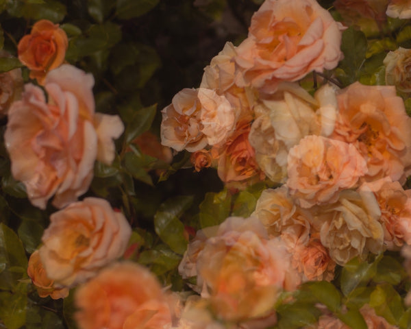 Flowers #38 (Unframed)