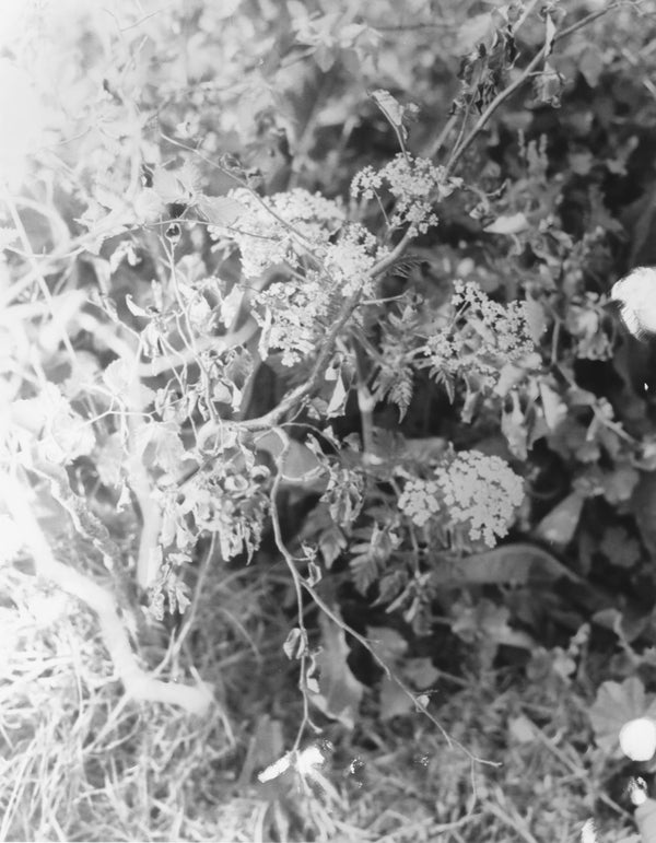 Flowers #4