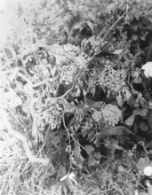 Load image into Gallery viewer, Flowers #4