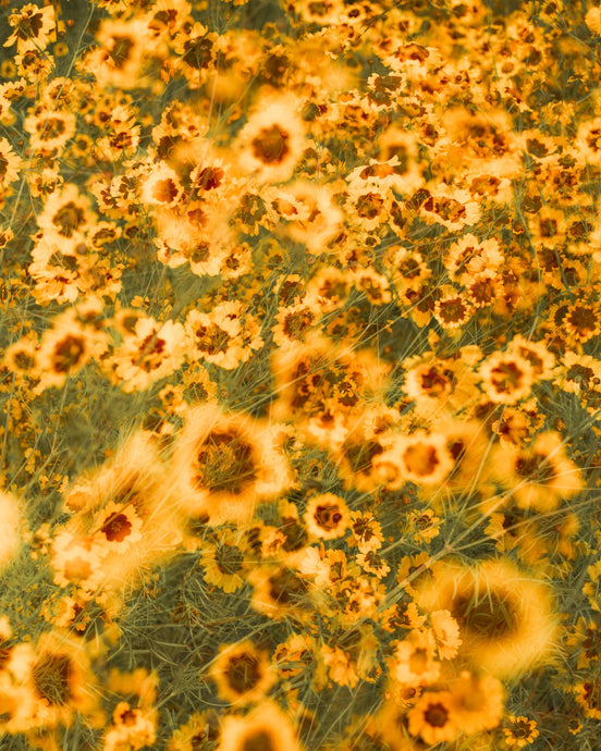 Flowers # 47