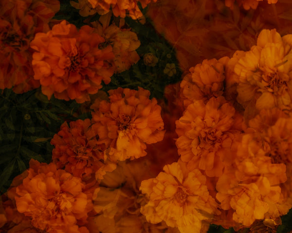 Flowers #76 (Unframed)