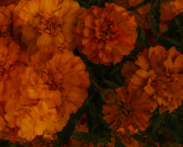 Flowers #76 (Unframed)
