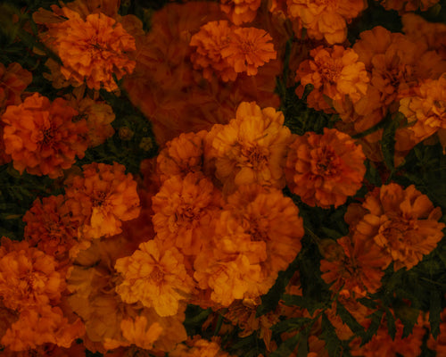 Flowers #76 (Unframed)