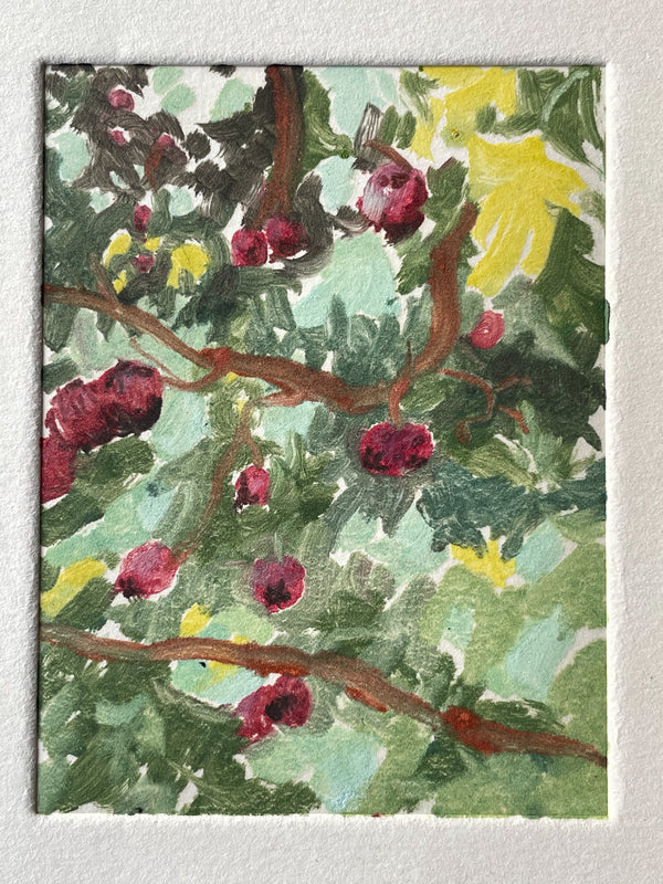 Hawthorn