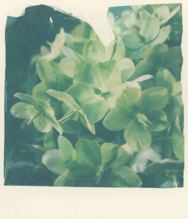 Hellebore (Framed)