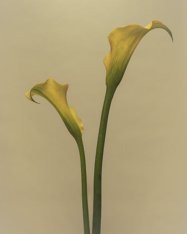 Calla Lily - Zantedeschia