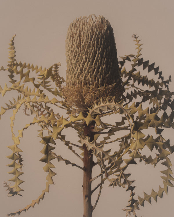 Banksia speciosa