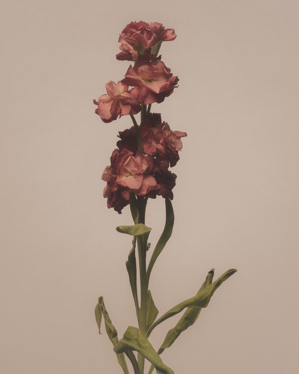Hoary Stock - Matthiola incana