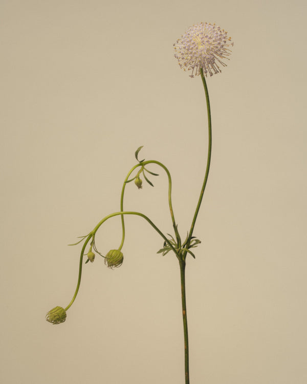 Great Masterwort - Astrantia major