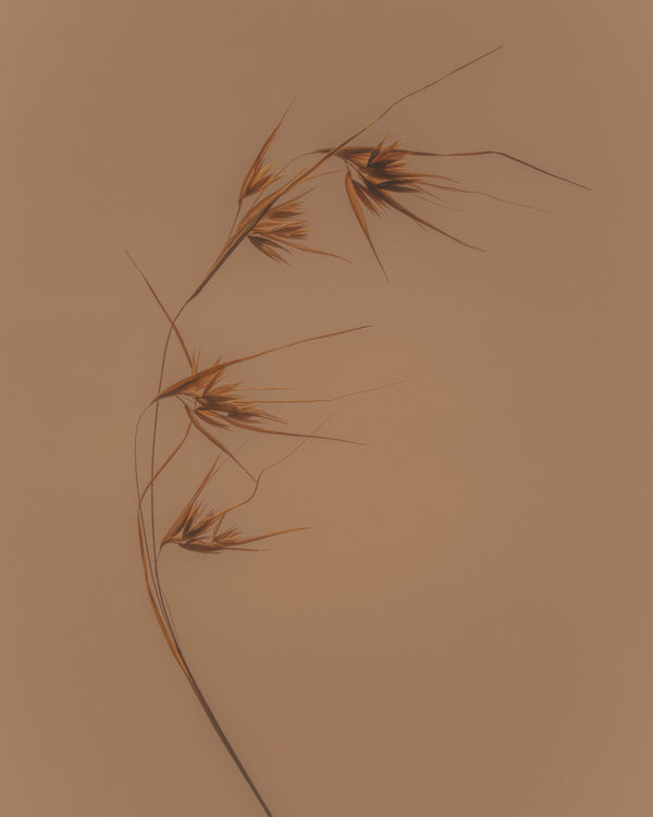 Kangaroo Grass - Themeda triandra