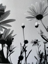Load image into Gallery viewer, Field Daisies