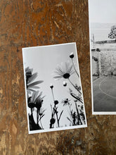Load image into Gallery viewer, Field Daisies