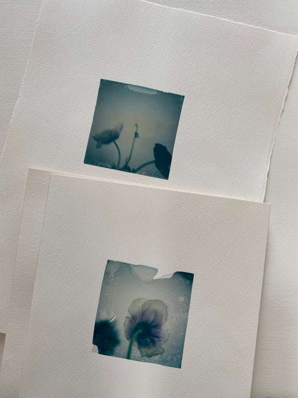Anemone Portrait II (Framed)