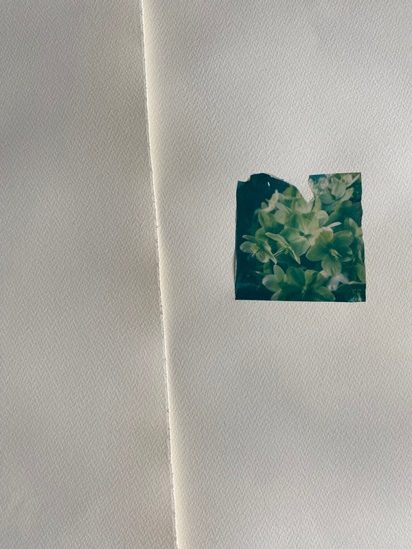 Hellebore (Framed)