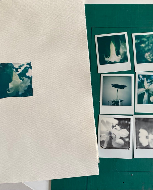 Datura (Framed)