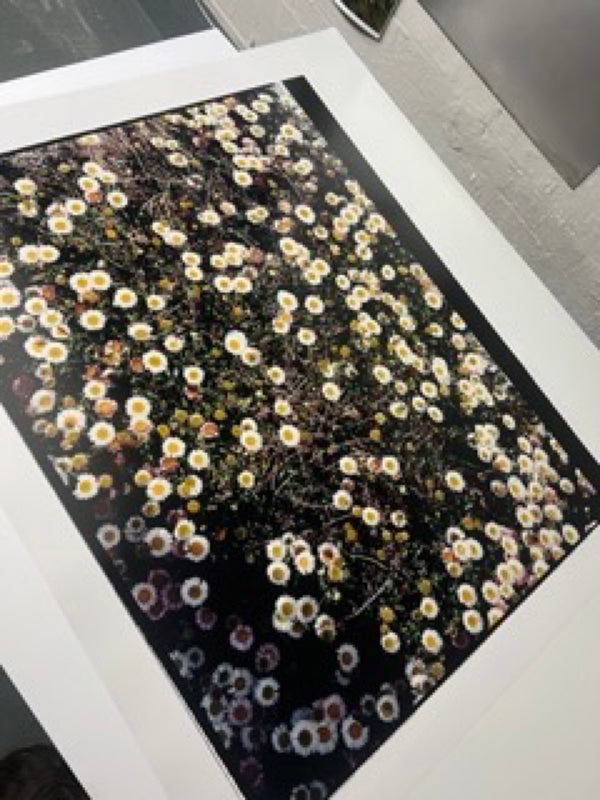 Daisies, Diptych II