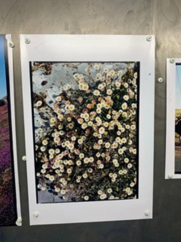 Daisies, Diptych I