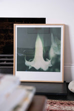 Load image into Gallery viewer, Datura, Kew
