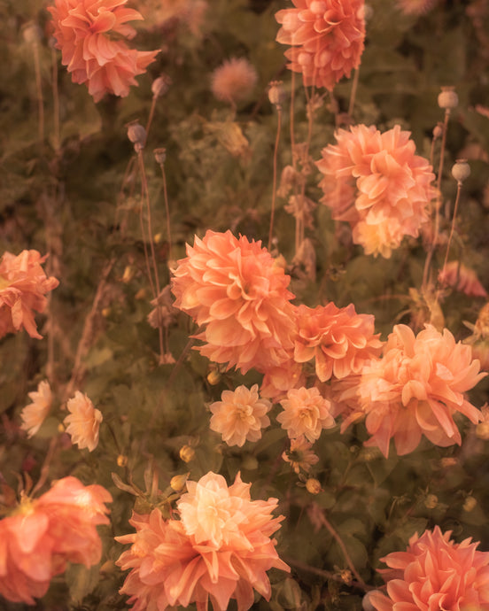 Meadow # 44