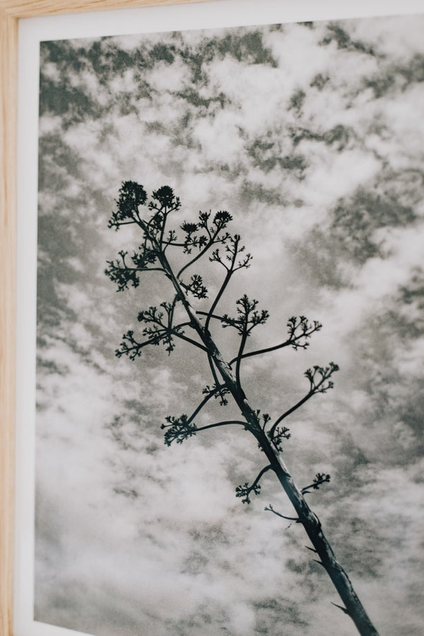 Sky Branch (Framed Artist Proof)
