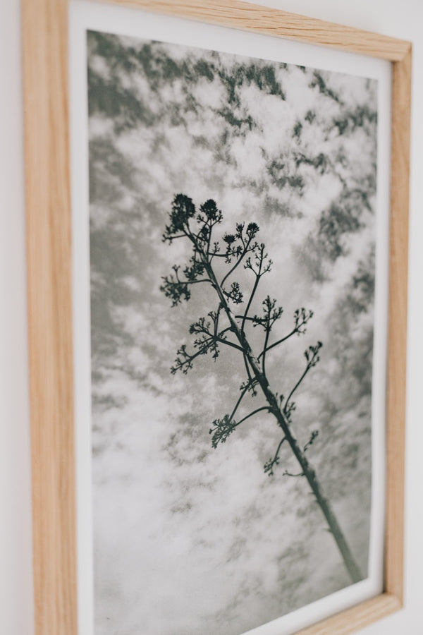 Sky Branch (Framed Artist Proof)