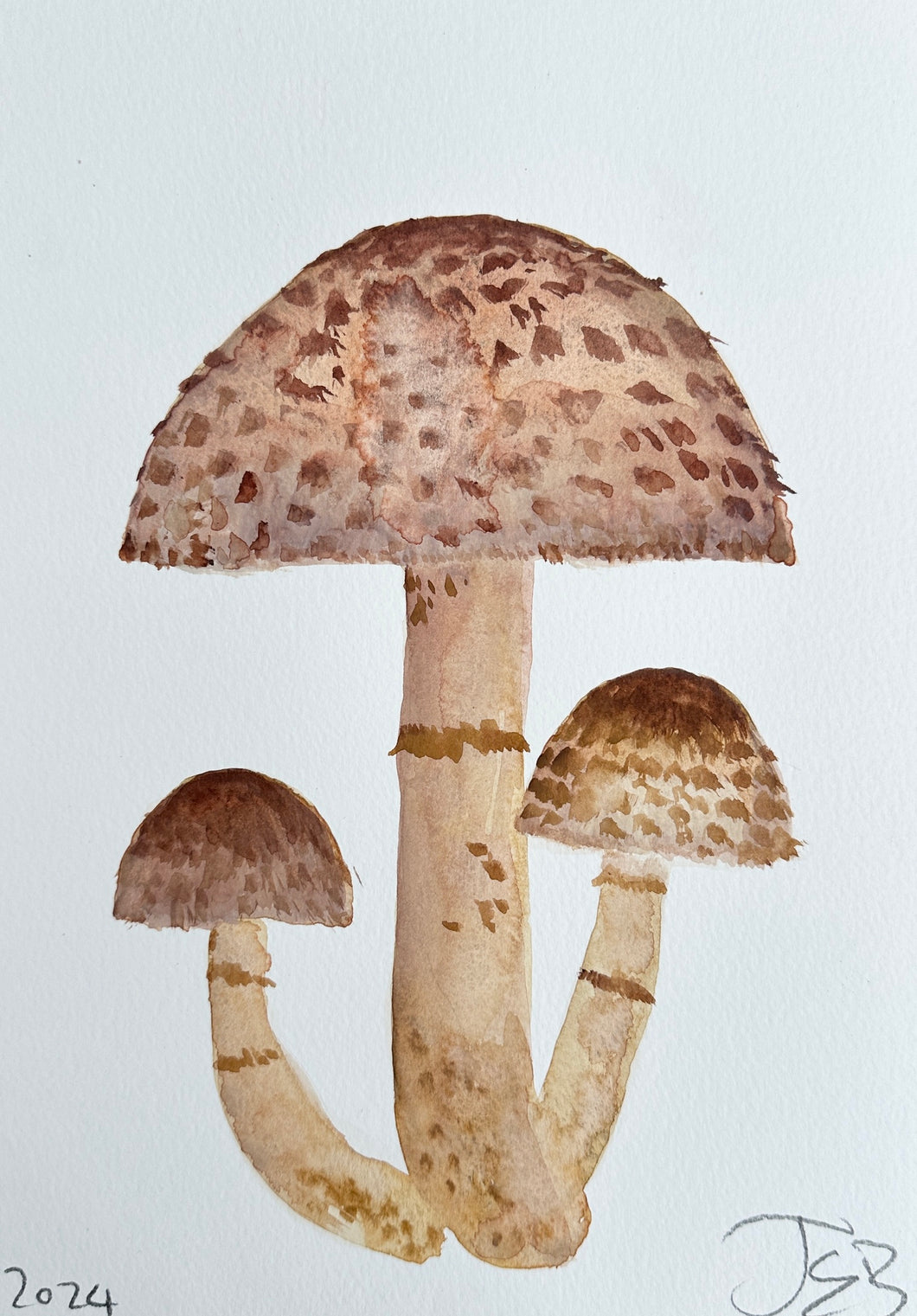 Parasol