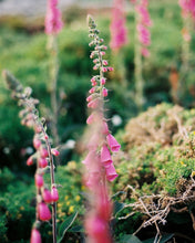 Load image into Gallery viewer, Pink Prussia Cove Foxgloves