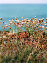 Load image into Gallery viewer, Sea Thrifts, Summer, 2024